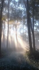 Naklejka premium Misty forest with sunlight rays piercing through trees, creating a serene and enchanting atmosphere in early morning.