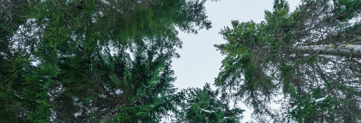Looking Up: A Photo of Tall Fir Trees from Below