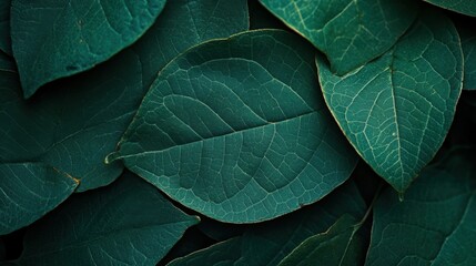 Obraz premium Lush dark green leaves, close-up texture.
