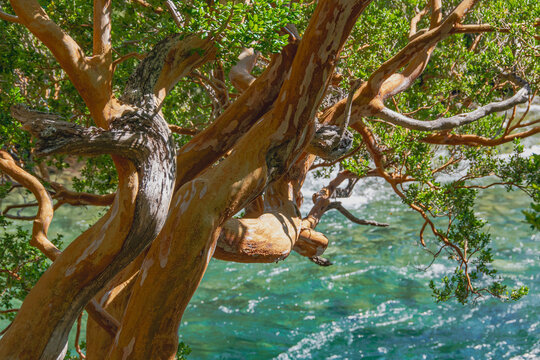Lakefront myrtle tree, los alerces national park, chubut, argentina