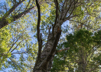 Obraz premium Larch trees, los alerces national park, chubut argentina