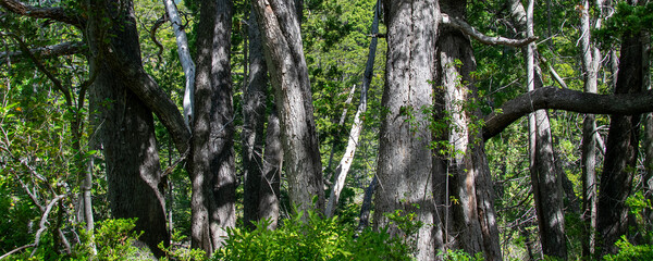 Coihue trees landscape, los alerces national park, chubut, argentina