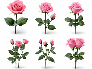Pink Roses: Blooms, Buds & Stems