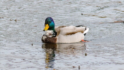 duck in the water