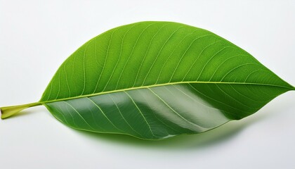 Obraz premium green leaf isolated on white