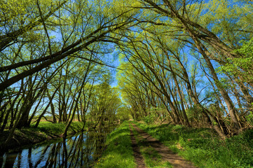 Fototapeta premium Green Forest at Spring, Brandenburg, Germany