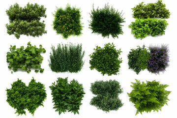 Aerial View of Diverse Green Plants