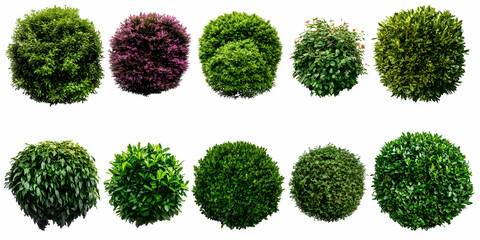Green Shrubs Collection: Top View