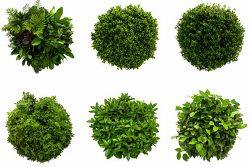 Green Shrubs, Top View