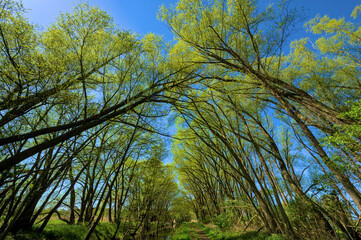 Green Forest at Spring, Brandenburg, Germany