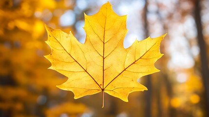 Single yellow maple leaf floating in front of blurred autumn forest background.