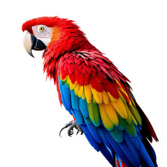 Fototapeta premium Vibrant Scarlet Macaw Detailed Close-up