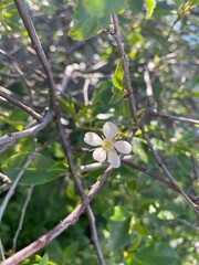 blossoming cherry tree