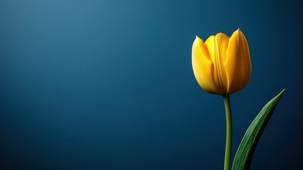 Naklejka premium Single Yellow Tulip Against Deep Blue Background
