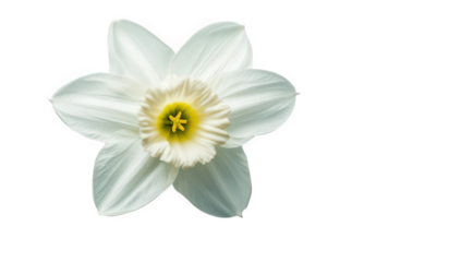 close-up a white daffodil flower with delicate petals and a vibrant yellow center set against a soft blue background showcasing natural beauty and elegance