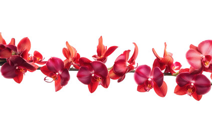 Fototapeta na wymiar arrangement of vibrant red orchids showcasing their intricate petals and natural beauty against a clean white background ideal for floral design or decor inspiration