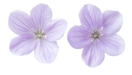 two delicate lavender flowers with intricate petal patterns showcasing their beauty and natural design ideal for botanical studies or floral decorations