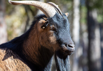 Fototapeta premium portrait of a goat