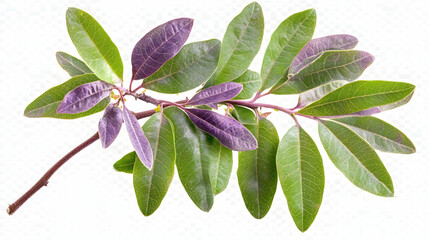 Green and Purple Plant Branch