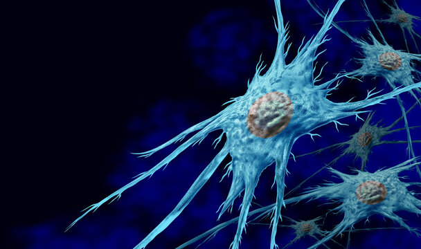 Fibroblast Cell Anatomy as the structure and components of fibroblasts as cells producing collagen and maintaining connective tissue related to celullar reprogramming.