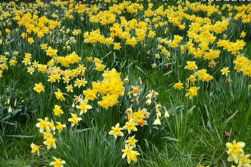 Fototapeta premium Yellow daffodils blooming at a park in Edinburgh Scotland, UK 