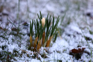 Crocuses flowers growing in the snow in Scotland, UK