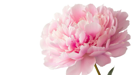 Pink peony blooming on transparent background with stem and leaf