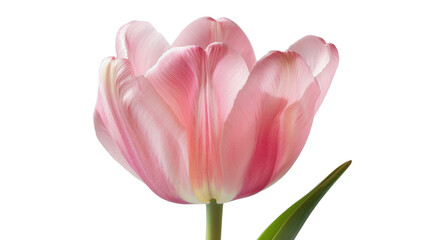 Fototapeta premium Pink tulip blooming with transparent background for easy isolation