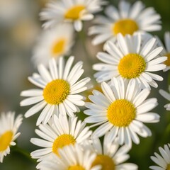 Fototapeta premium Macro photograph of flowers with detailed petals