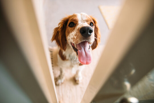 Portrait of Dog