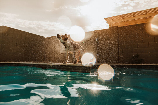Dog Shaking Water off By Pool