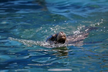 Fototapeta premium 水面から顔を出して泳ぐオタリア