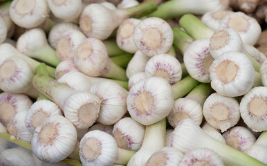 Close-up of fresh garlic for sale at the market. The bulbs are white and still green at the stem.