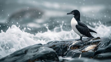 The Great Auk was a large, flightless seabird native to the North Atlantic. Known for its black and white plumage and small wings, it thrived in cold waters but was hunted to extinction by the mid-180