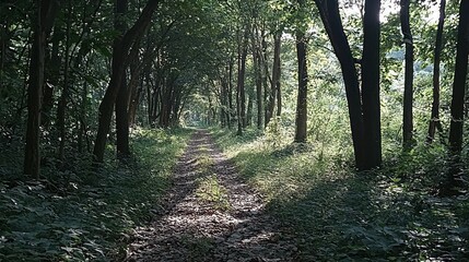 Sunlit path through lush green forest. (1)