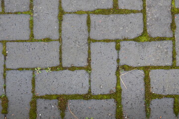 A brick wall with moss growing on it