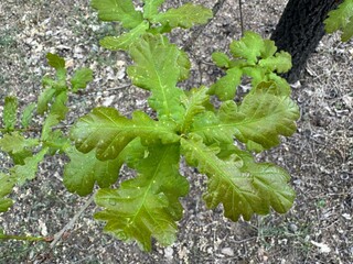 Close-up detail of an Quercus robur green leaves in spring. Oak tree or pedunculate oak leaf. The...