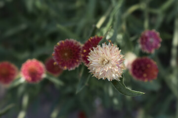 red and white flowers