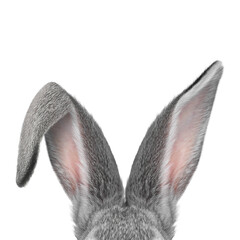 Cute grey rabbit ears on white background