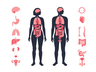 Human internal organs © pikovit