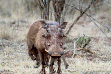 warthogs in south africa