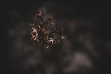 Dry flower on a black background