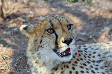 Cheetah at a park in South Africa