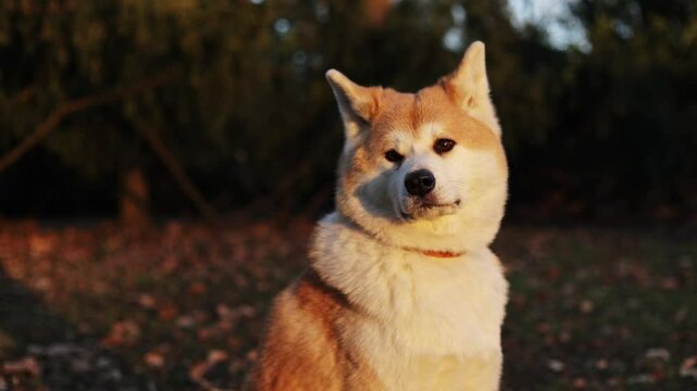 akita dog sitting calmly in autumn park with trees in the background at sunset face detail