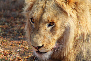 Lions in South Africa