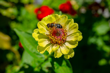 Bee on zinnia flower in late summer.