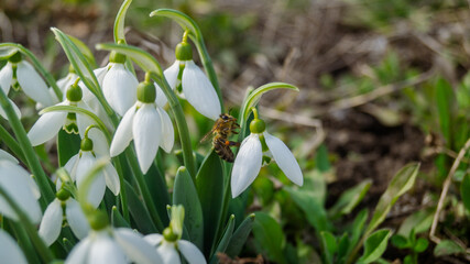Bee sitting on white snowdrops close-up
