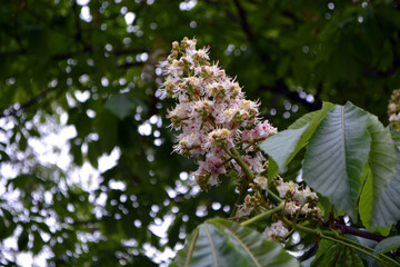Beautiful blooming chestnut tree in springtime garden