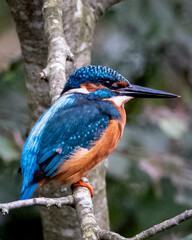European Kingfisher (Alcedo atthis) Perched by the Water. High quality photoStunning close-up of a European Kingfisher (Alcedo atthis) perched near the water, showcasing its vibrant blue and orange