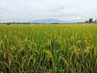 Green rice plants starting to turn yellow with a beautiful view of the mountains in the background